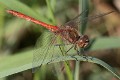 Sympetrum vulgatum male-4